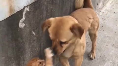 Cute kittens Baby Cats Cute and Funny Cat Videos Compilation #shorts #animals