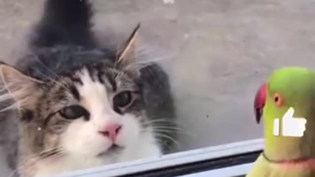 Funny Animals 🤣 Parrot makes Fun From The Cat 😹, Try Not To LAUGH!!!