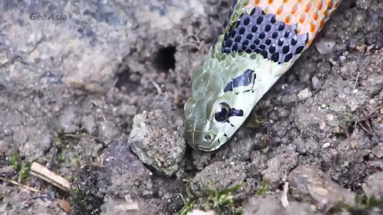 Snake in Forest