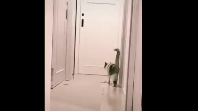 The Funniest Pets Life {Must Watch}