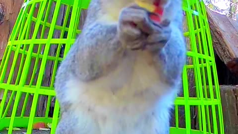 Chewing Squirrel