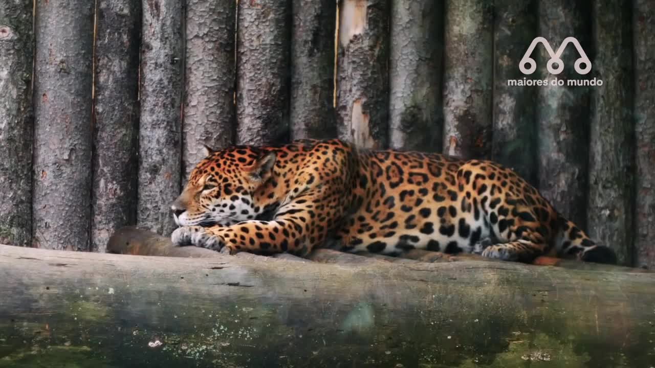 Jaguar vs Anaconda