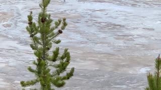 Man Illegally Walks on Protected Grand Prismatic Spring