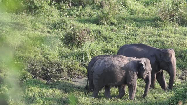 A Family OF Elephant Roaming At A Grasslan