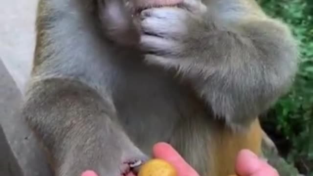 Small Baby Monkey Foodie