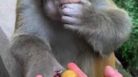 Small Baby Monkey Foodie