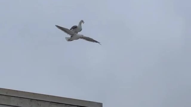 Seagull takes a free ride