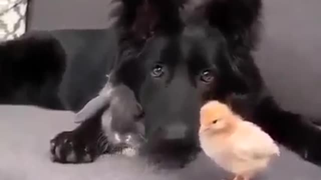 A bunny a 🕊️ and a 🐕....who woulda thought.....AWESOME!