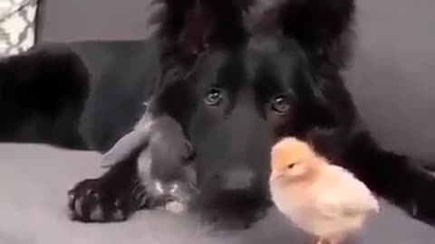 A bunny a 🕊️ and a 🐕....who woulda thought.....AWESOME!