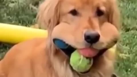 So funny cute ? dogs ?? and cats ?? part 29