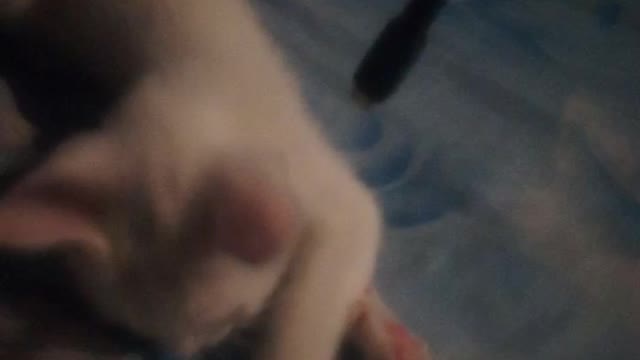 È stato il mio gatto