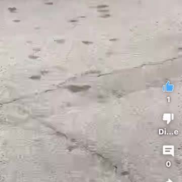 A rabbit in cars Parkin