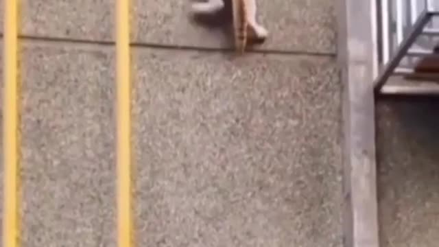 Ninja