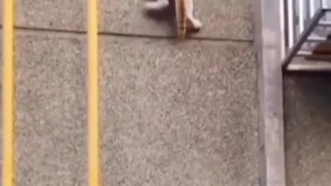 Ninja