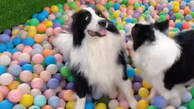 Funny Dog Videos