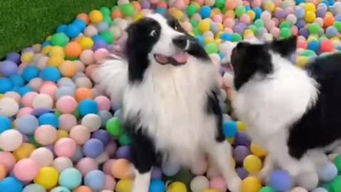 Funny Dog Videos