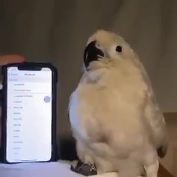 A parrot dance with cellphone ringtones