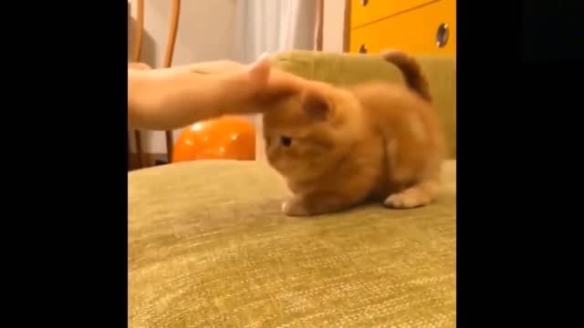 Funny animals [] Try not to laugh compilation 44