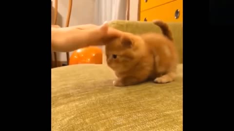 Funny animals [] Try not to laugh compilation 44