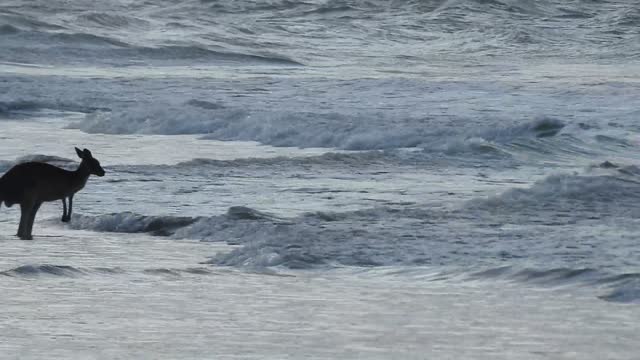 Kangaroos Enjoying a Swim at the Beach