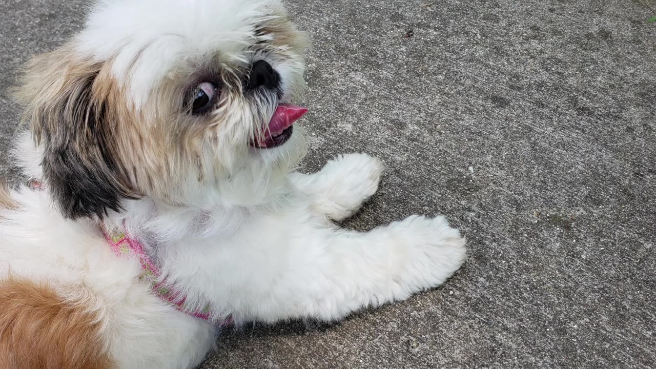 It's Tongue Tuesday (Featuring Rosie The Shihtzu And Her Tongue)