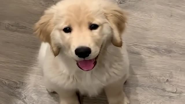 Funniest & Cutest Golden Retriever Puppies