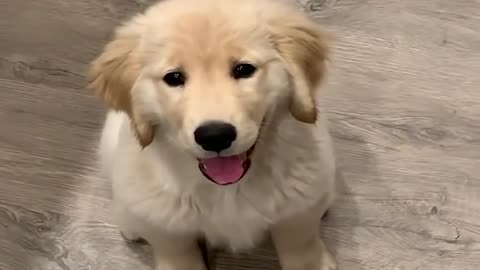 Funniest & Cutest Golden Retriever Puppies