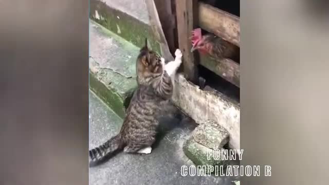 World Funny Animals And Cute Pets Compilation #32/2021