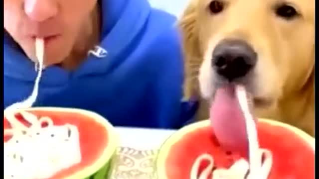 smart and clever dog behavior when eating