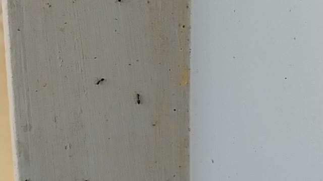 Busy ants