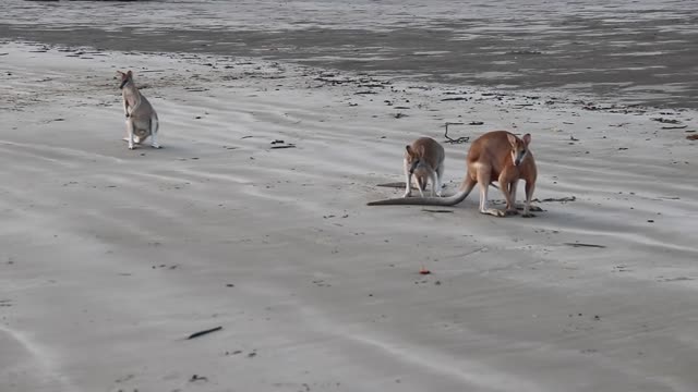 Wallaby Fight for Sex on the beach of Cape Hillsborough