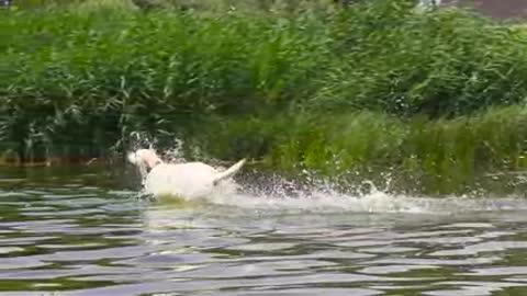 Dog Runs into the Water in Slow-Motion