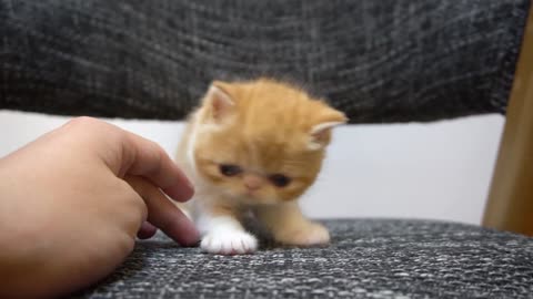 Kitten keeps meowing when mother cat is not around