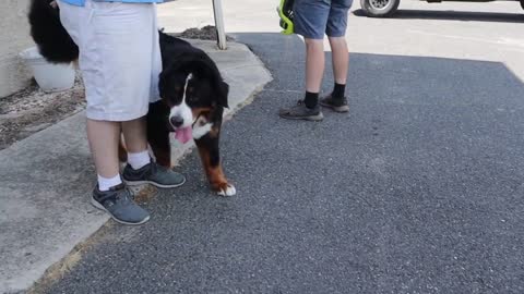 Mountain dog grooming with haircut