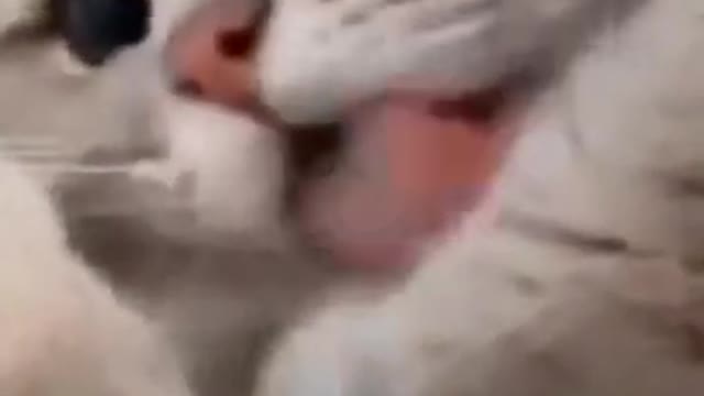 funny cats and dogs
