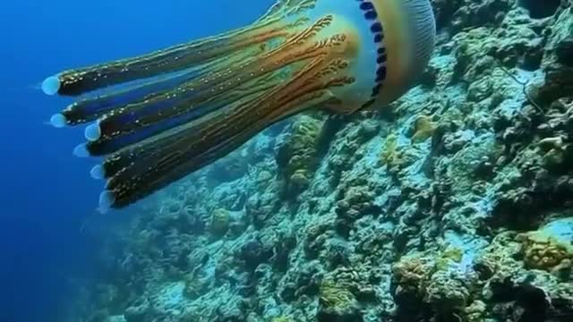 Jelly Fish can be beautiful