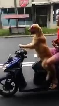 Dog On Motorbike