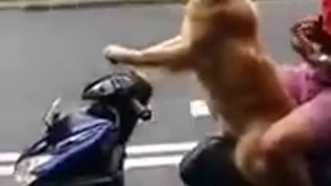 Dog On Motorbike