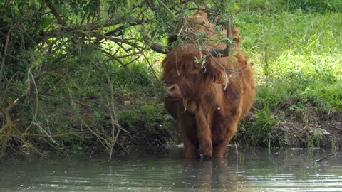 Big buffalo in the river.