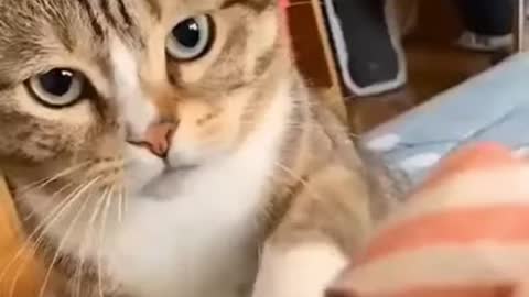 Compilation of Cats Funny Videos