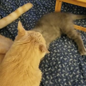 Tuck and Ella Behaving Like...