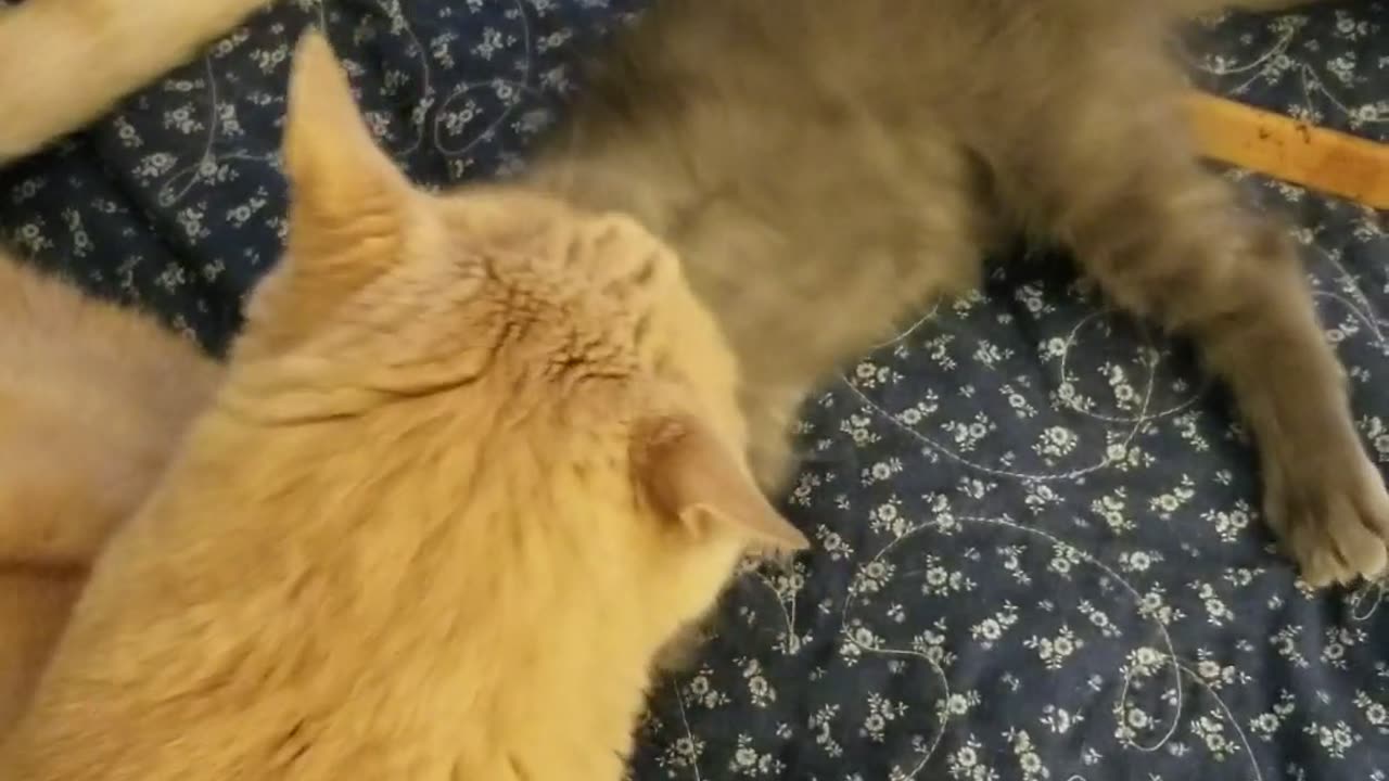 Tuck and Ella Behaving Like...