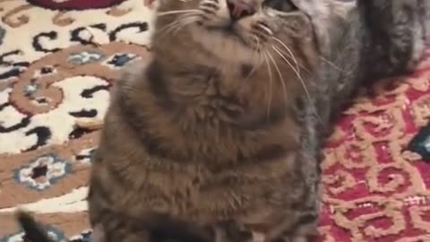 Pets Being Extra, Because Why Not?