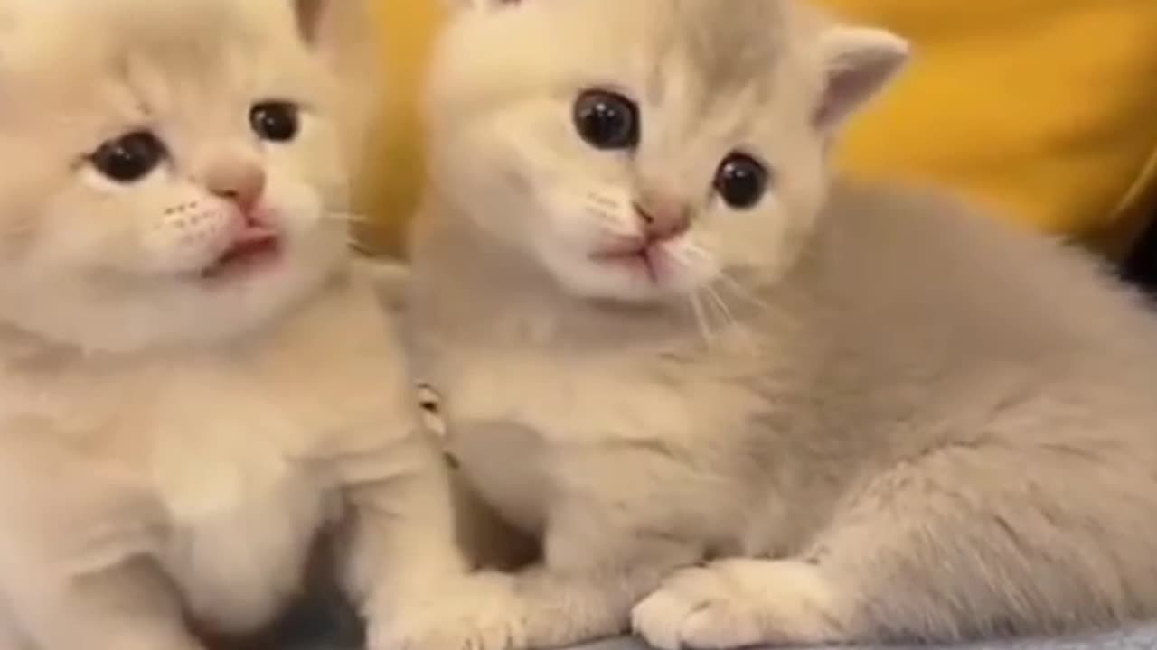 Cute Cat Video