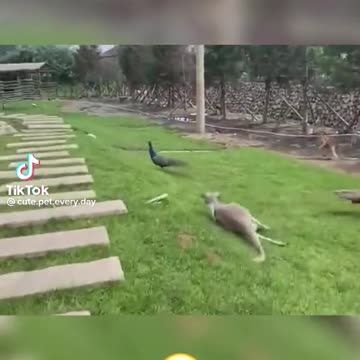 Pet save is friend from car accident amazing tiktok video