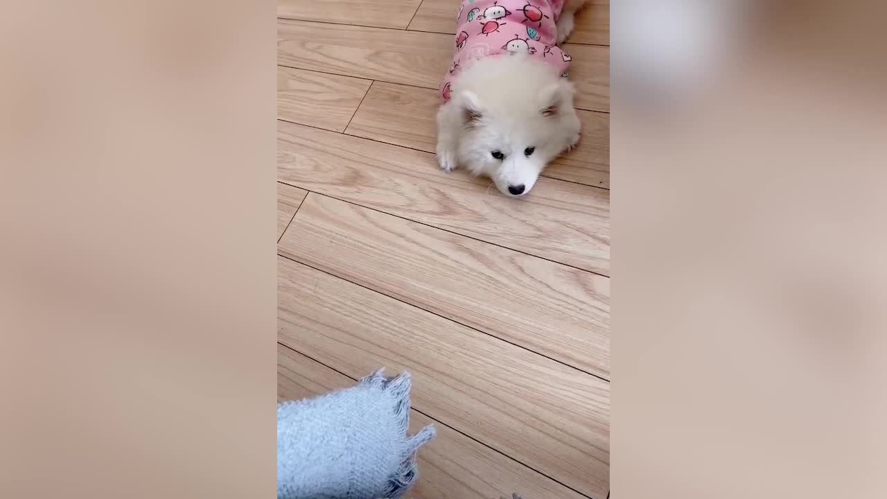 Cat wearing a floral dress