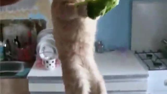 cat destroying a pickle