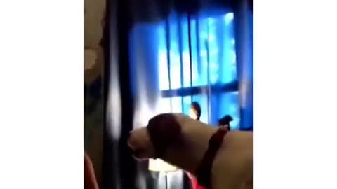 arguing with dog