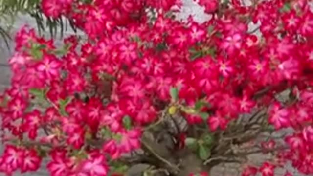 adenium obesum desert rose