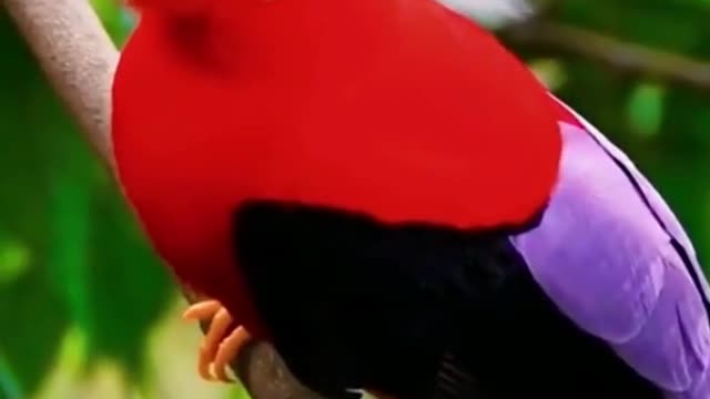 Is this pretty red-headed bird waiting for company?